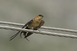 Red-rumped Swallow (Cecropis daurica)
