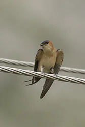Red-rumped Swallow (Cecropis daurica)