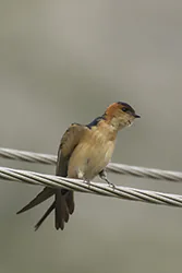 Red-rumped Swallow (Cecropis daurica)