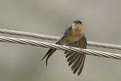 Red-rumped Swallow (Cecropis daurica)