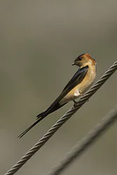 Red-rumped Swallow (Cecropis daurica)