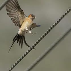 Red-rumped Swallow (Cecropis daurica)