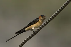 Red-rumped Swallow (Cecropis daurica)