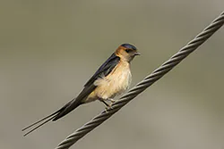 Red-rumped Swallow (Cecropis daurica)