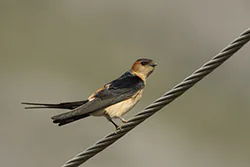Red-rumped Swallow (Cecropis daurica)