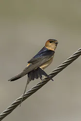 Red-rumped Swallow (Cecropis daurica)