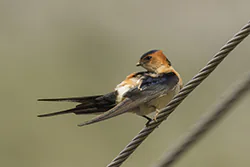 Red-rumped Swallow (Cecropis daurica)