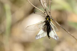 Żupałek ważkowaty (Libelloides coccajus)