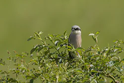 Red-backed Shrike (Lanius collurio)
