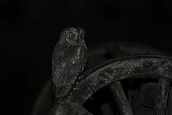 Syczek (Otus scops)