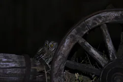 Syczek (Otus scops)
