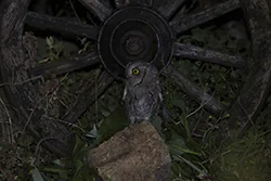 Syczek (Otus scops)