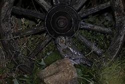 Syczek (Otus scops)
