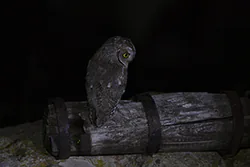 Syczek (Otus scops)
