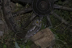 Syczek (Otus scops)