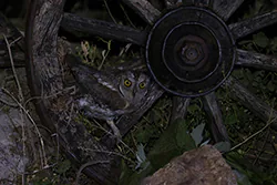 Syczek (Otus scops)