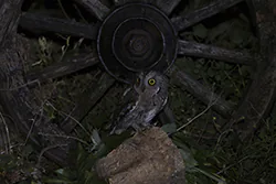 Syczek (Otus scops)