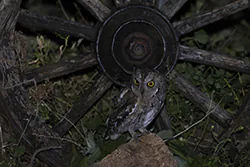 Syczek (Otus scops)