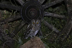 Syczek (Otus scops)