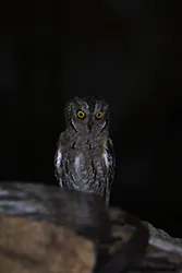 Syczek (Otus scops)