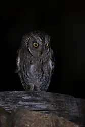Syczek (Otus scops)