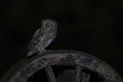Syczek (Otus scops)
