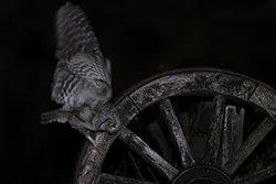 Syczek (Otus scops)