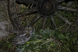 Syczek (Otus scops)