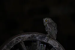 Syczek (Otus scops)