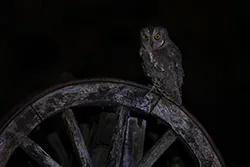 Syczek (Otus scops)