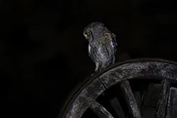 Syczek (Otus scops)