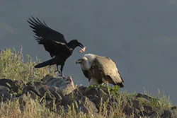 Griffon Vulture (Gyps fulvus)