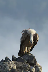 Griffon Vulture (Gyps fulvus)