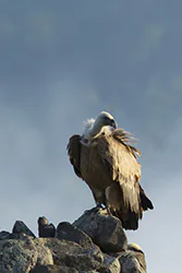 Griffon Vulture (Gyps fulvus)