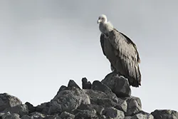 Griffon Vulture (Gyps fulvus)