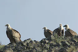 Griffon Vulture (Gyps fulvus)