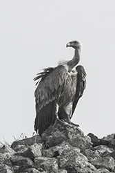 Griffon Vulture (Gyps fulvus)