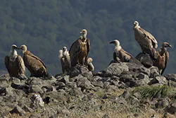 Griffon Vulture (Gyps fulvus)