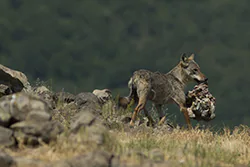 Wolf  (Canis lupus)
