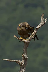 Black Kite (Milvus migrans)