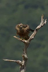 Black Kite (Milvus migrans)