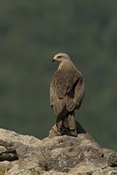 Black Kite (Milvus migrans)