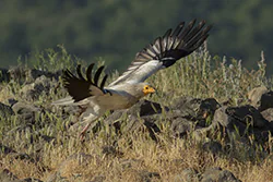Egyptian Vulture (Neophron percnopterus)