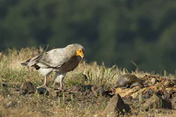 Ścierwnik (Neophron percnopterus)