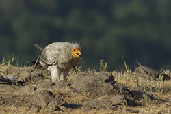 Egyptian Vulture (Neophron percnopterus)