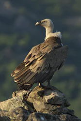 Griffon Vulture (Gyps fulvus)