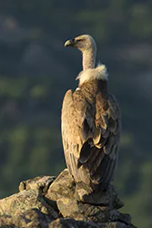 Griffon Vulture (Gyps fulvus)