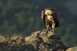 Griffon Vulture (Gyps fulvus)