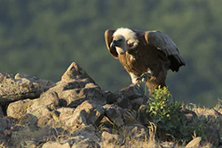 Griffon Vulture (Gyps fulvus)