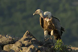 Griffon Vulture (Gyps fulvus)